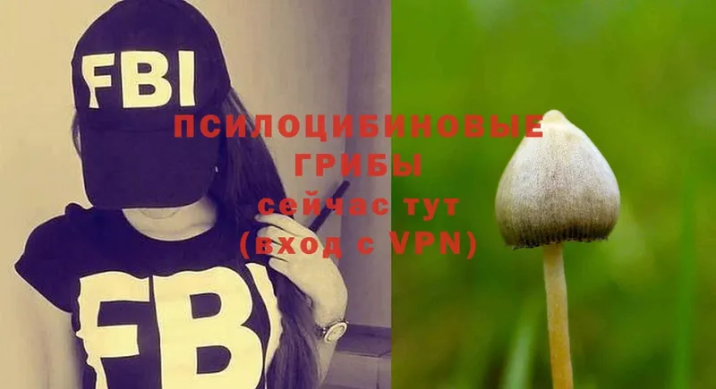 Галлюциногенные грибы Psilocybine cubensis  Камышин 